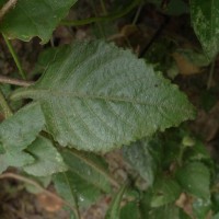 Lepidagathis fasciculata (Retz.) Nees